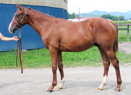 ���f�B�W���G����09